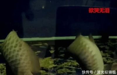 賣龍魚的利潤大嗎知乎：賣龍魚的利潤大嗎 龍魚百科 第2張