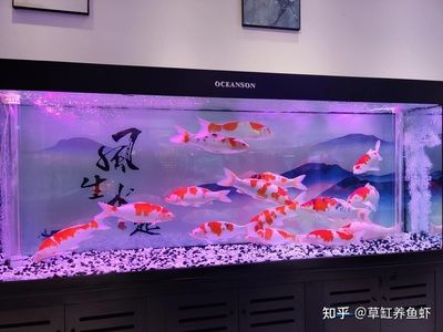 大魚缸喂食