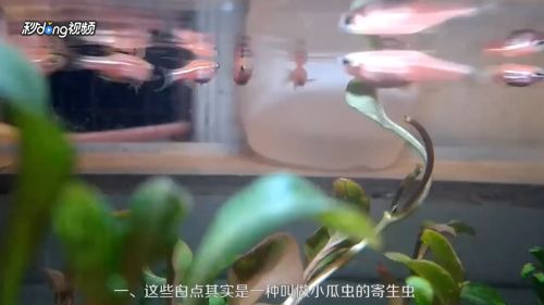 小虎魚身上有白斑怎么回事：小虎魚身上出現(xiàn)白斑可能是白點病的表現(xiàn)小虎魚身上有白斑怎么回事 虎魚百科 第1張