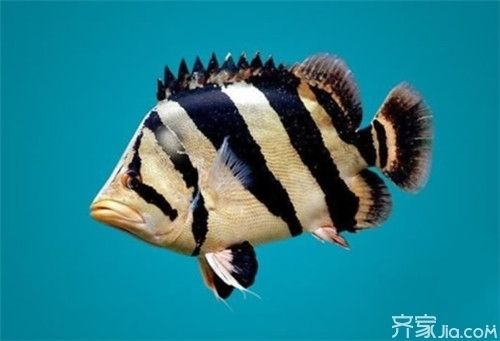 印度虎魚怎么養(yǎng)活最好：關(guān)于印尼虎魚的飼養(yǎng)方法和注意事項 虎魚百科 第3張