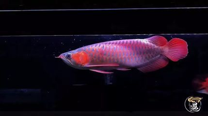 沉頭龍魚恢復(fù)幾率大嗎 龍魚百科 第1張