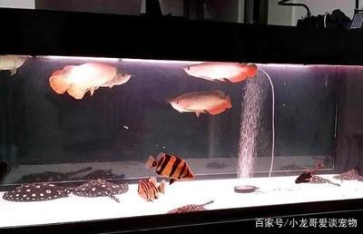 龍魚和魟魚混養(yǎng)好嗎 魟魚百科 第1張