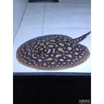 魟魚黑金一對多少錢