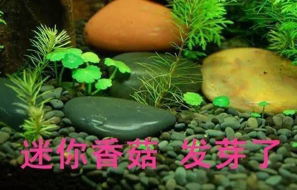 大魚(yú)缸水草種植方法視頻播放：關(guān)于大魚(yú)缸水草種植方法的一些內(nèi)容 魚(yú)缸百科 第2張