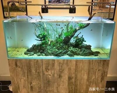 純石頭魚缸造景視頻：純石頭魚缸造景技巧了解如何選擇合適的石頭、水草 魚缸百科 第3張