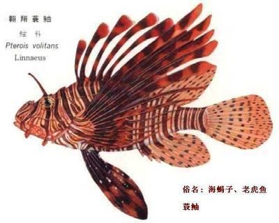 怎么畫老虎魚：如何畫老虎魚，畫老虎魚的基本步驟， 虎魚百科 第2張