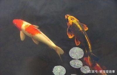 大魚缸金魚怎么養(yǎng)才能活得長久一點：養(yǎng)好金魚的基本要求 魚缸百科 第4張