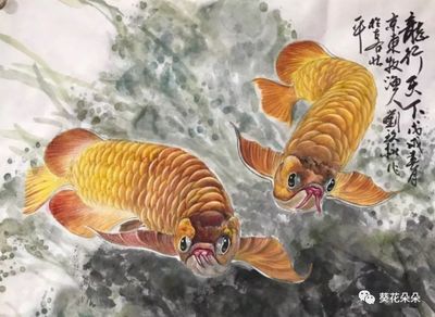 金龍魚名稱的由來是什么 龍魚百科 第3張