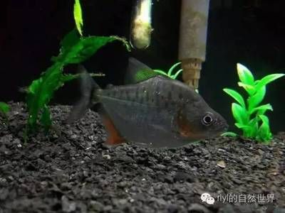 虎魚(yú)黑色好還是紅的好養(yǎng)：虎魚(yú)黑色好還是紅的好養(yǎng)，虎魚(yú)黑色的好養(yǎng)還是紅的好養(yǎng) 虎魚(yú)百科 第1張