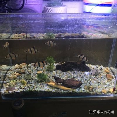 對(duì)著魚缸吹氣可以增氧嗎：養(yǎng)魚的過程中，魚缸中的水有足夠的氧氣是非常重要的 魚缸百科 第4張