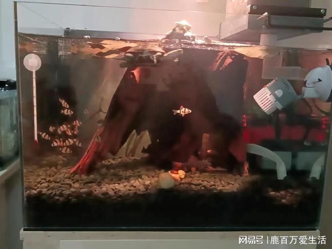 沉木在魚缸里水發(fā)黃怎么辦呢：沉木導(dǎo)致魚缸水發(fā)黃怎么辦 魚缸百科 第2張