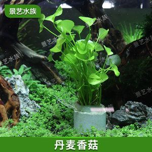 初學魚缸造景視頻：如何學習魚缸造景 魚缸百科 第1張