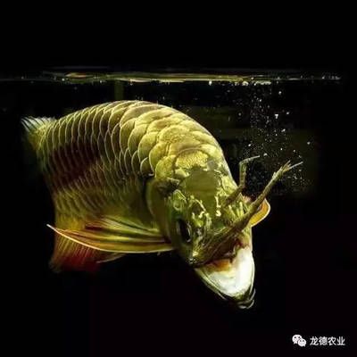 龍魚一天開燈多長(zhǎng)時(shí)間合適：龍魚一天開燈多長(zhǎng)時(shí)間合適呢？