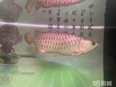 金龍魚(yú)烏龜：金龍魚(yú)和烏龜可以混合飼養(yǎng)但仍需注意一些事項(xiàng) 龍魚(yú)百科 第1張