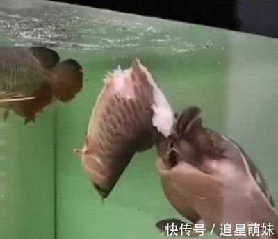 金龍魚(yú)烏龜：金龍魚(yú)和烏龜可以混合飼養(yǎng)但仍需注意一些事項(xiàng) 龍魚(yú)百科 第2張