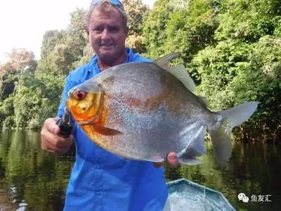 白子銀板魚(yú)和龍魚(yú)混養(yǎng)：白子銀板魚(yú)可以和什么魚(yú)混養(yǎng)