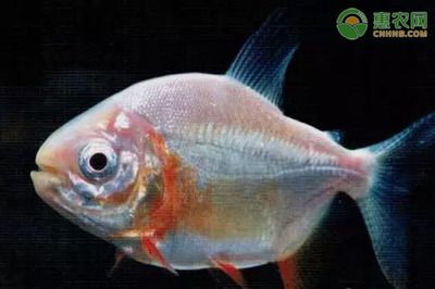 白子銀板魚(yú)和龍魚(yú)混養(yǎng)：白子銀板魚(yú)可以和什么魚(yú)混養(yǎng)