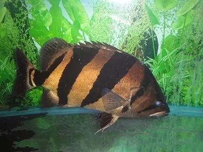 虎魚(yú)身上黑斑是什么?。夯⑵~(yú)身上出現(xiàn)黑斑是什么病 虎魚(yú)百科 第2張