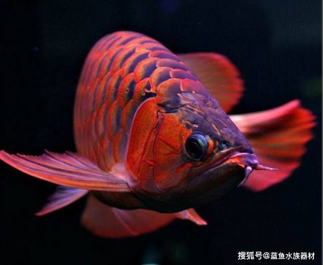 橙色紅龍魚：橙紅龍魚飼養(yǎng)注意事項(xiàng),