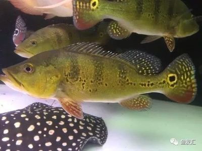 印尼虎和龍魚混養(yǎng)：印尼虎和龍魚可以混養(yǎng)但需要注意以下幾個關(guān)鍵因素 虎魚百科 第3張