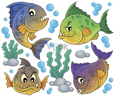 虎魚(yú)怎么畫(huà)？：如何畫(huà)虎魚(yú) 虎魚(yú)百科 第3張