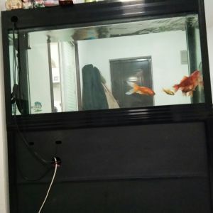 出售二手魚(yú)缸水族箱,具體信息請(qǐng)看詳情怎么寫：二手魚(yú)缸水族箱出售信息