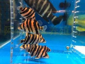 印尼虎魚長40cm要多久才能長大：印尼虎魚長40cm要多久才能長大， 虎魚百科 第3張