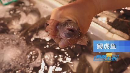 虎魚野生和養(yǎng)殖的區(qū)別：野生虎魚和養(yǎng)殖虎魚在多個方面存在一定的區(qū)別是什么