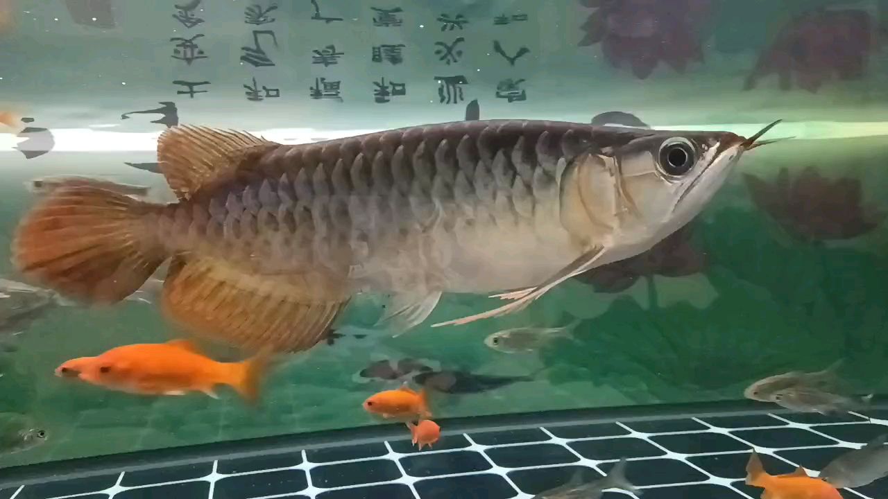 魚兒過完年了，你要戒一陣子自助餐形式了。[haha]：魚兒過完年了，你要戒一陣子自助餐形式了 觀賞魚論壇