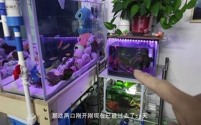 玻璃魚缸打孔位置：如何選擇玻璃魚缸打孔位置 魚缸百科 第2張