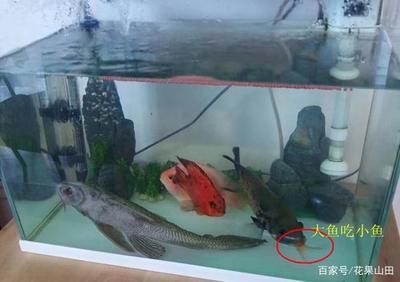 大魚缸魚屎怎么清理：如何清理大魚缸魚屎 魚缸百科 第2張