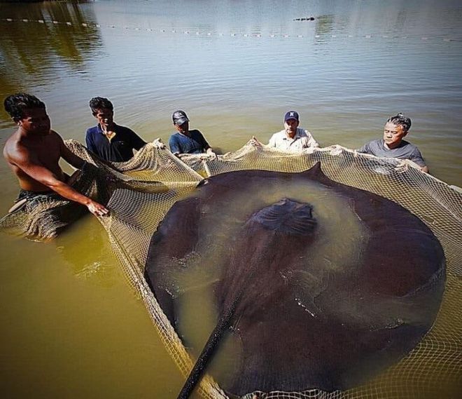 魟魚尺寸怎么測量：魟魚的尺寸怎么測量 魟魚百科 第2張