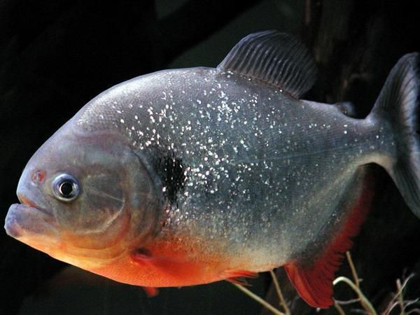 虎魚吃泥鰍好還是草金魚好：虎魚吃泥鰍好還是草金魚好， 虎魚百科 第2張