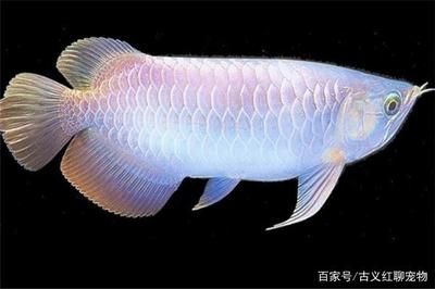 龍魚繁殖需要什么條件：龍魚的繁殖技術(shù) 龍魚百科 第1張