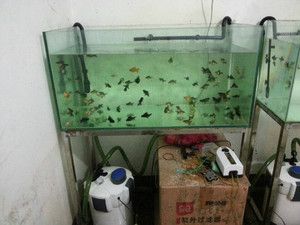 不換水魚缸消毒最簡單的方法：在不換水的情況下，對魚缸進行簡單有效的消毒方法 魚缸百科 第3張