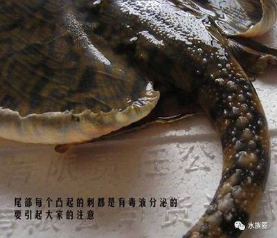 魟魚觀賞魚有毒嗎能吃嗎：觀賞魚有毒嗎，魟魚能吃嗎， 魟魚百科 第1張