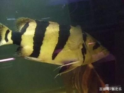 虎魚眼睛突出來了怎么回事：虎魚眼睛突出來了怎么辦