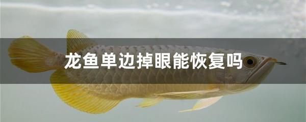 龍魚消炎藥有哪些品種：龍魚消炎藥品種包括黃粉、土霉素、甲硝唑、新諾明、鹽水