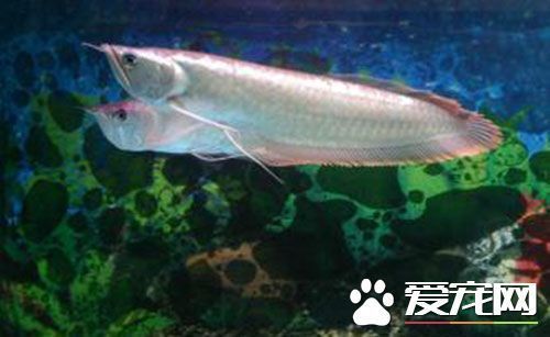 如何喂養(yǎng)龍魚苗長(zhǎng)得快些：如何喂養(yǎng)龍魚苗以使其生長(zhǎng)得更快以下是根據(jù)搜索結(jié)果得出的一些建議 龍魚百科 第1張