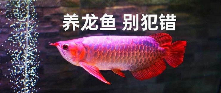 如何喂養(yǎng)龍魚苗長(zhǎng)得快些：如何喂養(yǎng)龍魚苗以使其生長(zhǎng)得更快以下是根據(jù)搜索結(jié)果得出的一些建議 龍魚百科 第2張