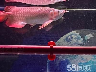 紅龍魚金龍魚分別叫什么魚