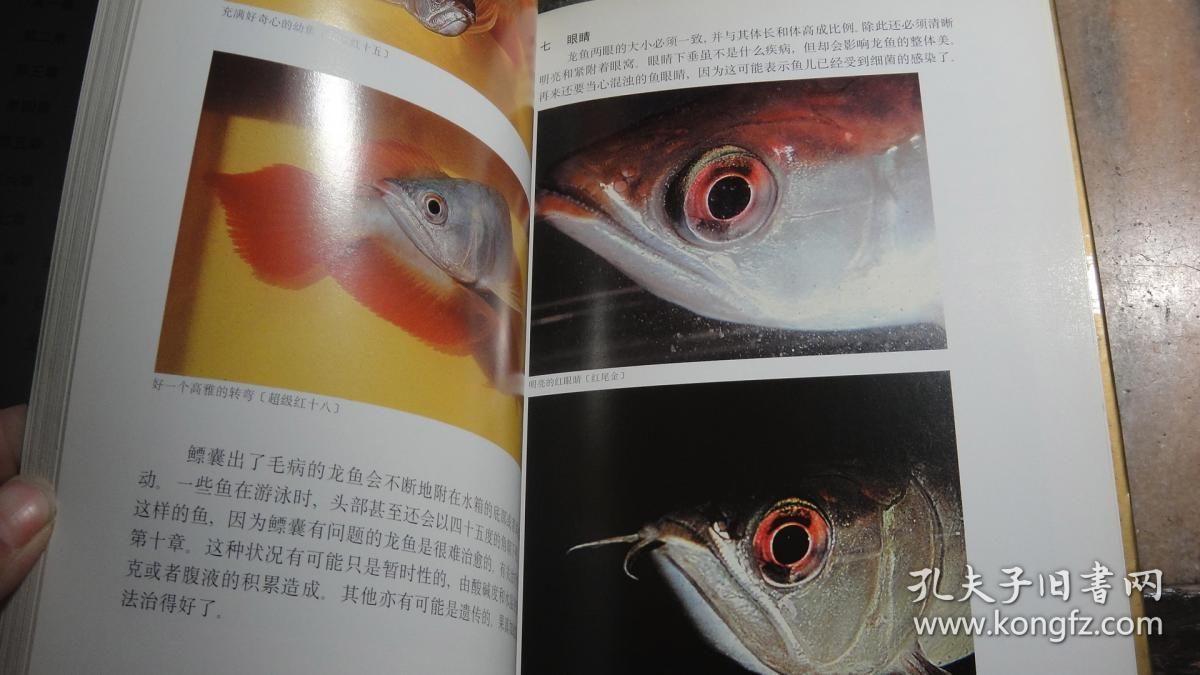 龍魚眼睛上有白膜怎么治療：龍魚眼睛上有白膜怎么辦