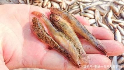 虎魚(yú)有什么營(yíng)養(yǎng)：虎魚(yú)是一種營(yíng)養(yǎng)價(jià)值極高的食物，適合產(chǎn)婦食用，增強(qiáng)體質(zhì) 虎魚(yú)百科 第1張