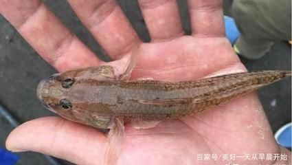 虎魚(yú)有什么營(yíng)養(yǎng)：虎魚(yú)是一種營(yíng)養(yǎng)價(jià)值極高的食物，適合產(chǎn)婦食用，增強(qiáng)體質(zhì) 虎魚(yú)百科 第3張