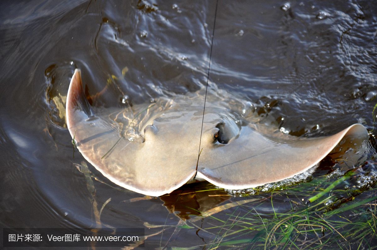 魟魚咬魟魚是什么原因：魟魚咬魟魚咬魟魚是什么原因[需手動填充]魚咬魟魚是什么原因 魟魚百科 第1張