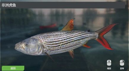 7公分的虎魚喂什么食物：7公分的虎魚適合喂什么食物