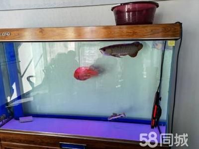 養(yǎng)虎魚用多大魚缸合適：養(yǎng)虎魚時，選擇合適的魚缸大小非常重要,虎魚用多大魚缸合適