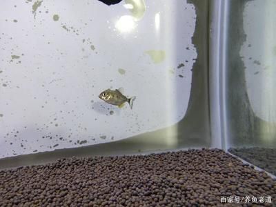 虎魚被咬傷了身上都白了：虎魚身上出現(xiàn)白色的膜狀物是怎么回事？ 虎魚百科 第2張