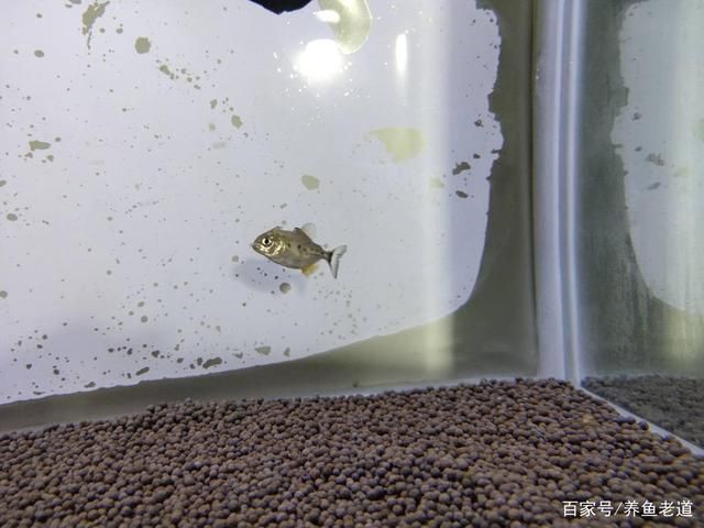 虎魚被咬傷了身上都白了：虎魚身上出現(xiàn)白色的膜狀物是怎么回事？ 虎魚百科 第1張