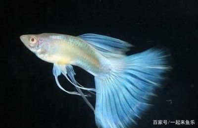 孔雀魚常見的十二個(gè)品種 魚缸百科 第3張